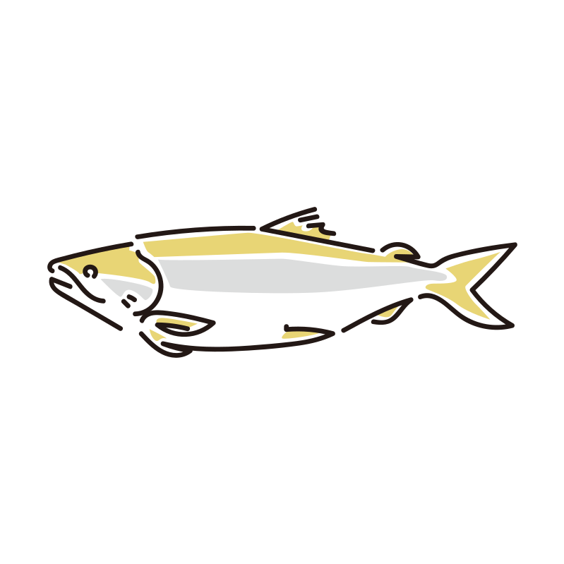 鮭のイラスト