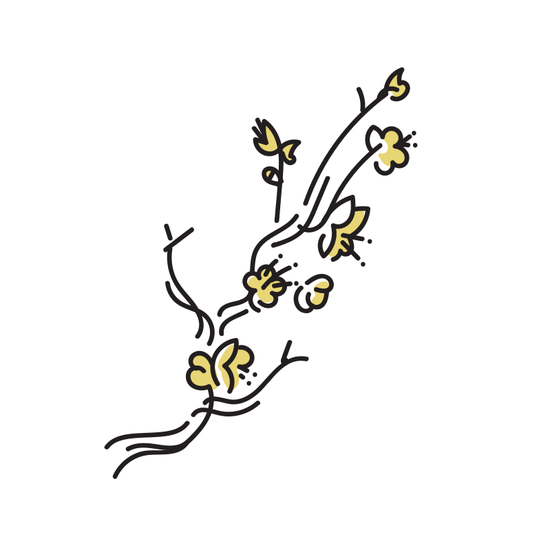 梅の枝のイラスト Loose Drawing